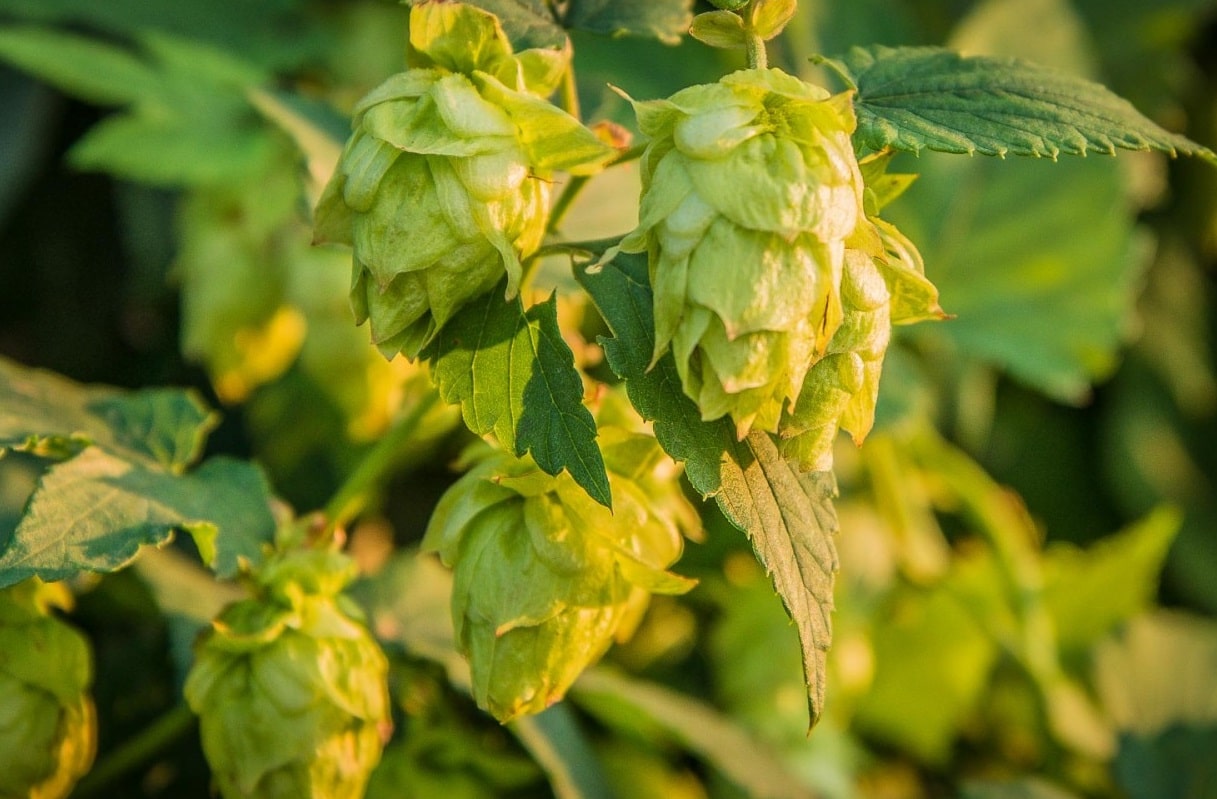 CAMRA sets up discovery zone at the Great British Beer Festival
